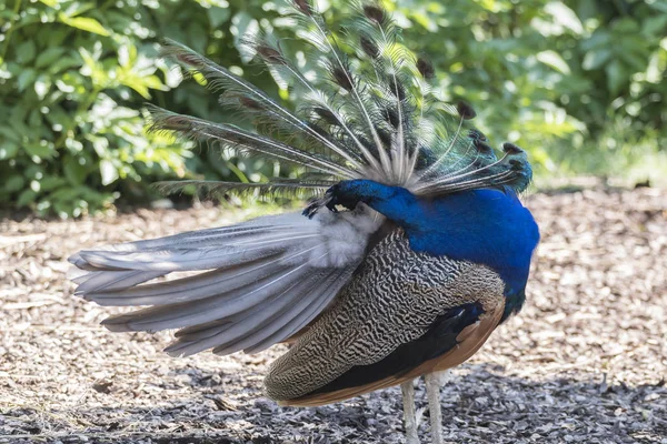 Pavo Real Colorido Granja — Foto de Stock