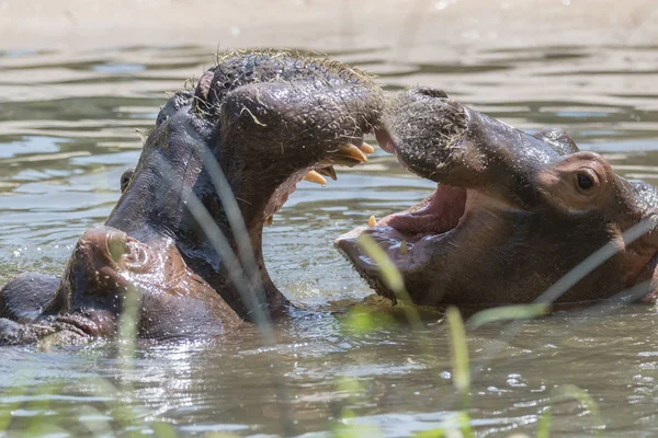 İki su aygırı mücadele birlikte