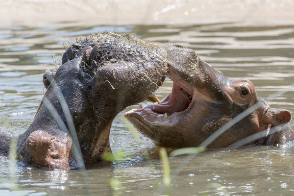 Ippopotamo Combattere Insieme — Foto Stock