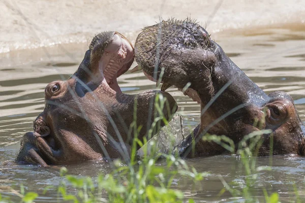 İki su aygırı mücadele birlikte