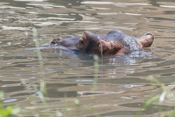 su büyük su aygırı
