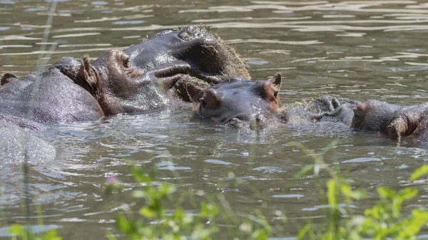 Due Ippopotami Combattono Insieme — Foto Stock