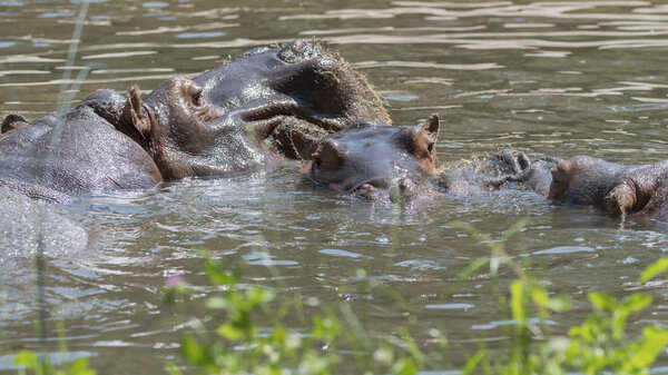 two hippo fight together