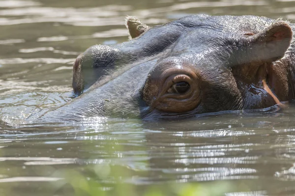 Grote Nijlpaard Het Water — Stockfoto
