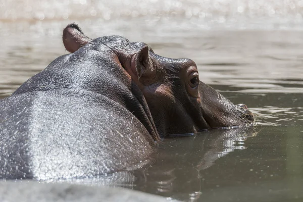 Grand Hippopotame Dans Eau — Photo