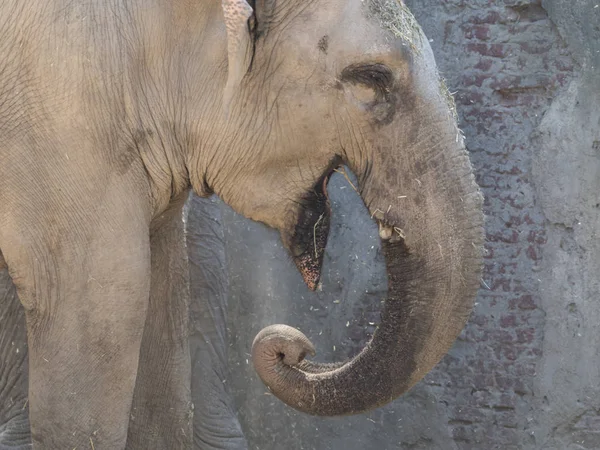 Elefante Selva — Foto de Stock