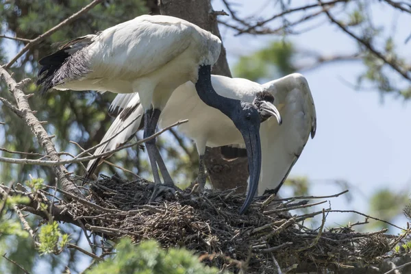 Para Sacred Ibis Gnieździe — Zdjęcie stockowe