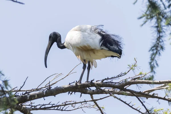 Sacred Ibis Drzewo — Zdjęcie stockowe