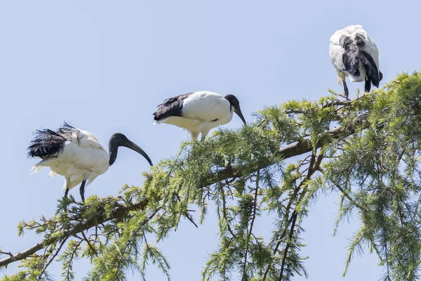 Sacred Ibis Drzewo — Zdjęcie stockowe