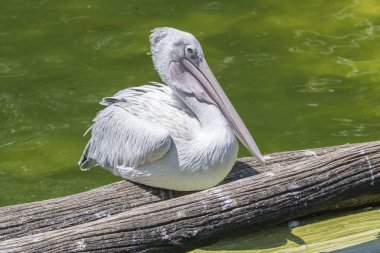Pelikan doğada Nehri üzerinde