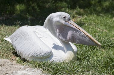 Pelikan doğada Nehri üzerinde