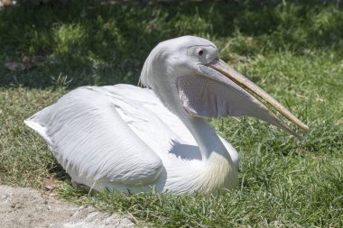 Pelikan doğada Nehri üzerinde