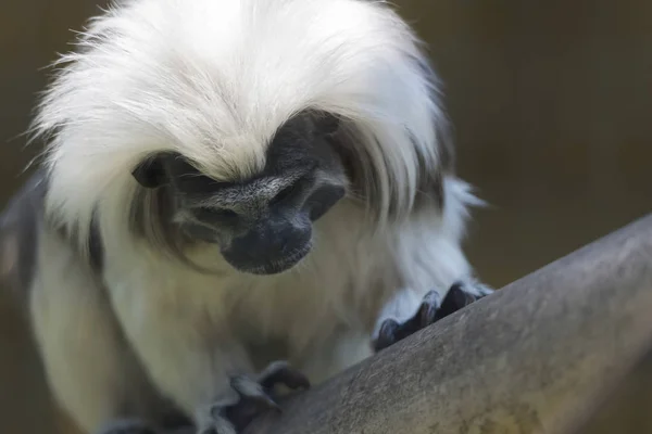 Tamarin Avec Une Couronne Coton — Photo