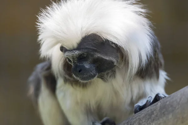 Tamarin Avec Une Couronne Coton — Photo