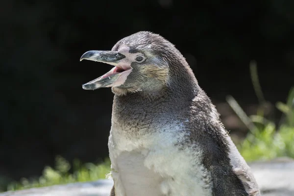 フンボルト ペンギンの屋外歩行 — ストック写真