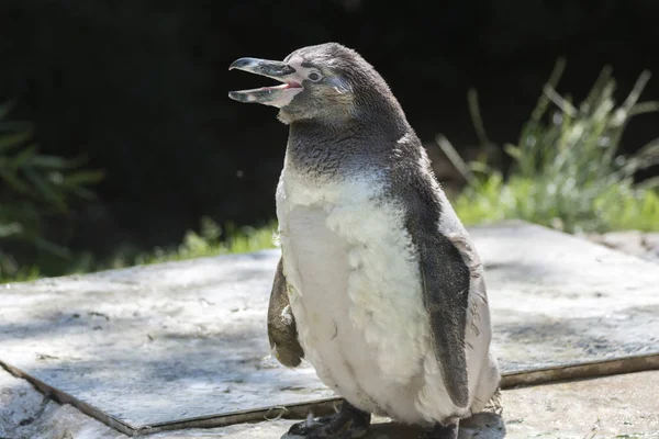 Humboldt Pinguim Andando Livre — Fotografia de Stock