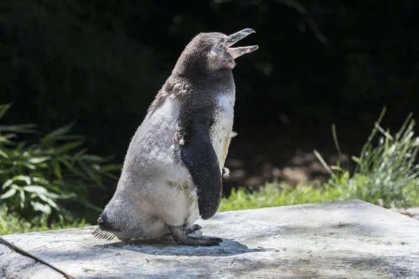 Humboldt Pinguim Andando Livre — Fotografia de Stock