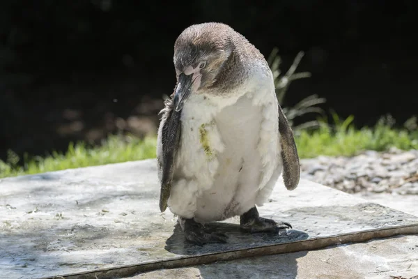 Humboldt Pinguim Andando Livre — Fotografia de Stock