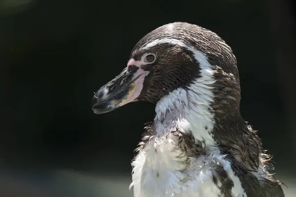 Pingüino Humboldt Caminando Aire Libre —  Fotos de Stock