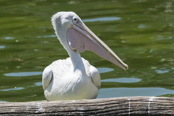 Cute Pelican Nature — Stock Photo, Image