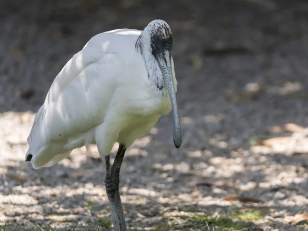 White Spoonbill Spatula Bird — Stock Photo, Image