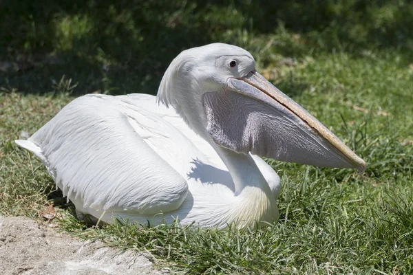 Pelikan doğada Nehri üzerinde