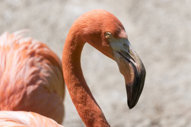 gruptaki kırmızı flamingo