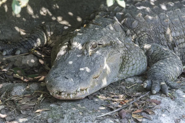Crocodile Dans Savane — Photo