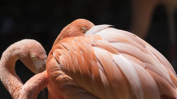 Flamingo Vermelho Fazenda — Fotografia de Stock