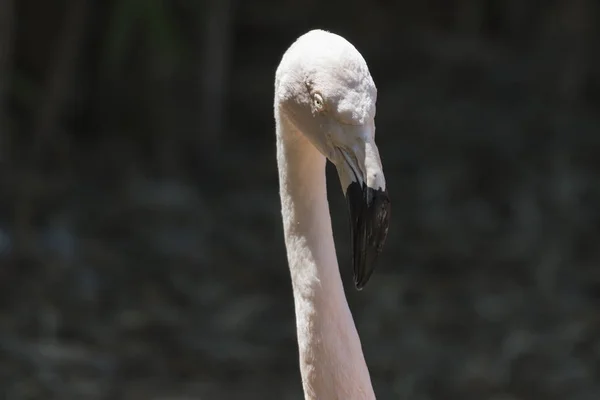 Flamingo Gruptaki — Stok fotoğraf