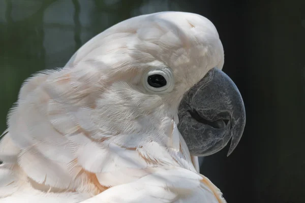 Een Schattig Kaketoe Papegaai — Stockfoto