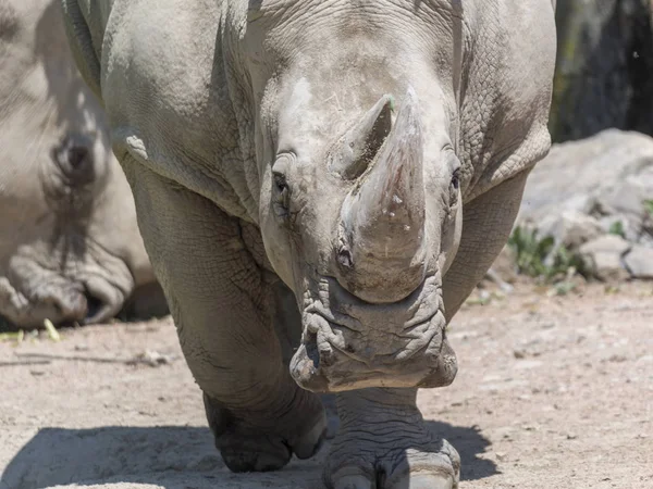 Nagy Rhino Dzsungelben — Stock Fotó