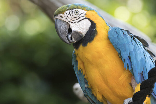 Ara Ararauna Parrot Farm — Stock Photo, Image