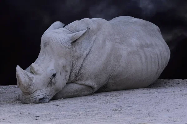 Nagy Rhino Dzsungelben — Stock Fotó