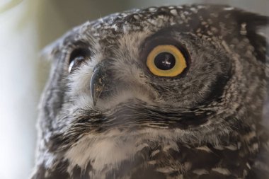 gruptaki gerçek baykuş