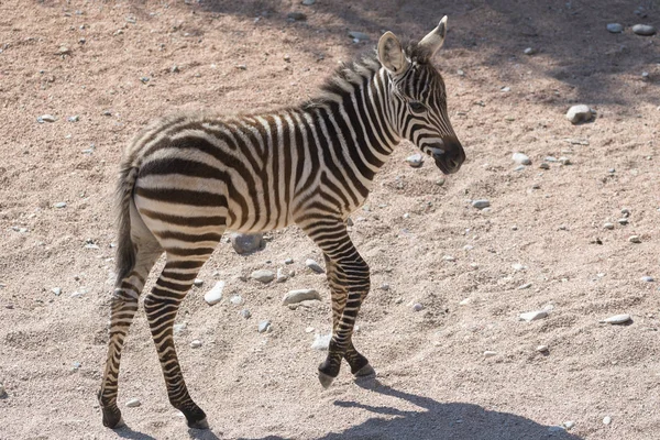Zebra Szczeniak Safari — Zdjęcie stockowe