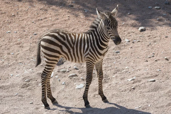 Zebra Szczeniak Safari — Zdjęcie stockowe