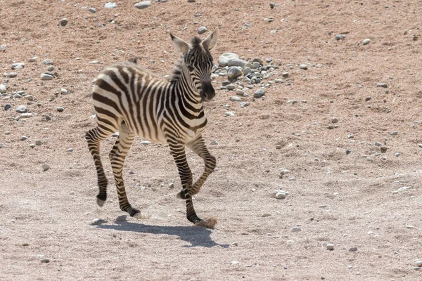 Safari Zebra Köpek Yavrusu — Stok fotoğraf