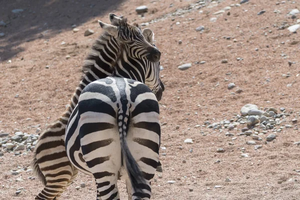 Zebra Štěně Safari — Stock fotografie