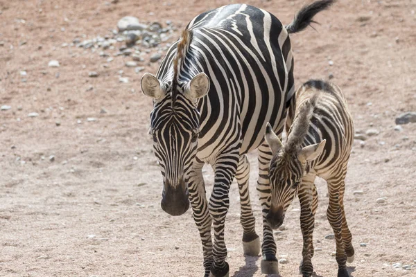 Zebra Jej Szczeniaka Safari — Zdjęcie stockowe