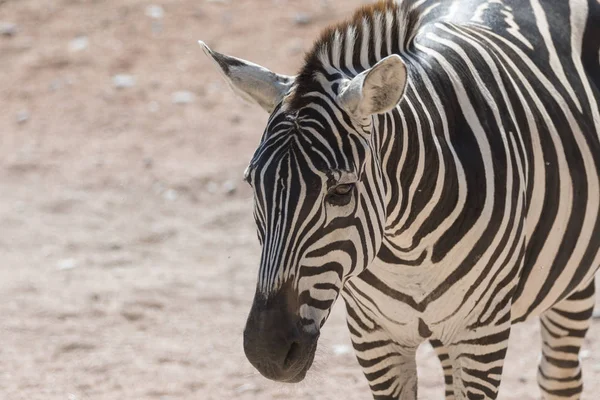 Pruhovaná Zebra Safari — Stock fotografie