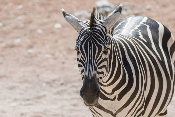 Striped Zebra Safari — Stock Photo, Image