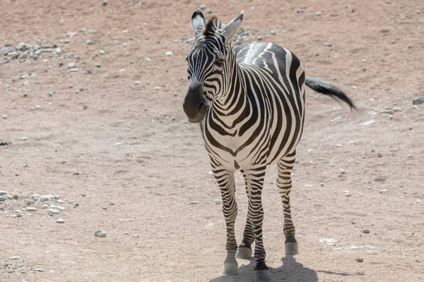 Safari Zebra Köpek Yavrusu — Stok fotoğraf