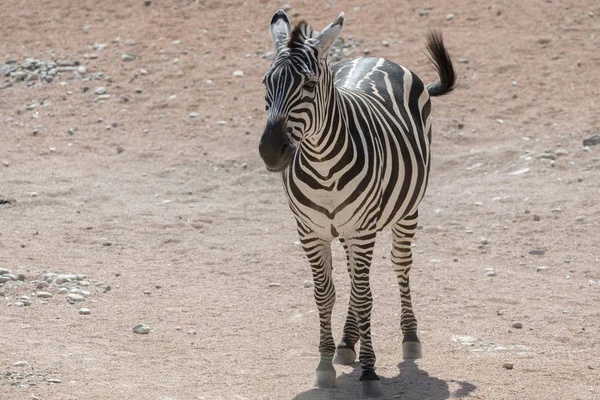 Zebra Szczeniak Safari — Zdjęcie stockowe