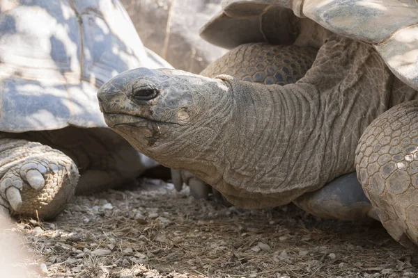 Een Grote Afrikaanse Schildpad — Stockfoto