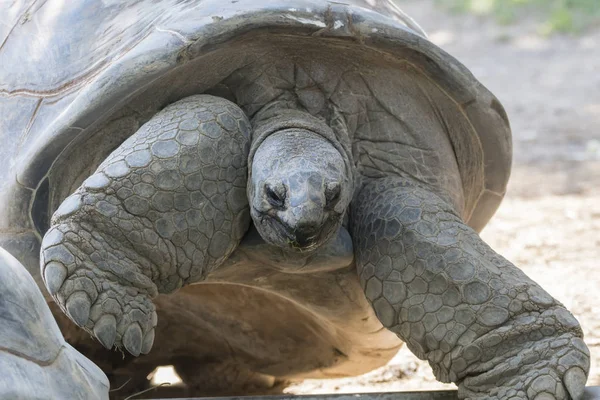 Een Grote Afrikaanse Schildpad — Stockfoto