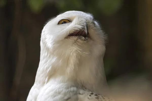 可爱的雪猫头鹰 — 图库照片