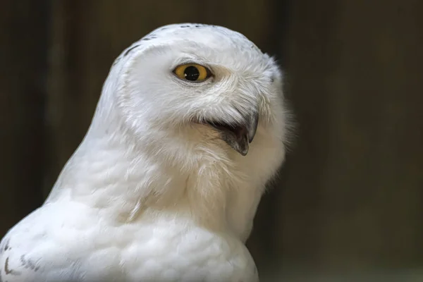 Een Schattig Sneeuwuil — Stockfoto