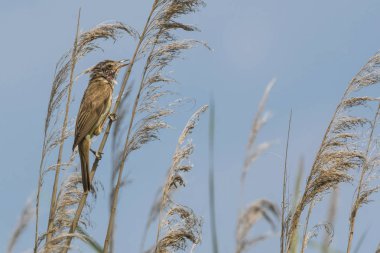 reed gölde ötleğen kuşu