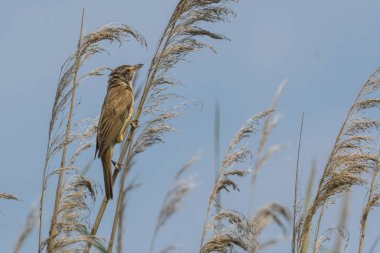 reed gölde ötleğen kuşu